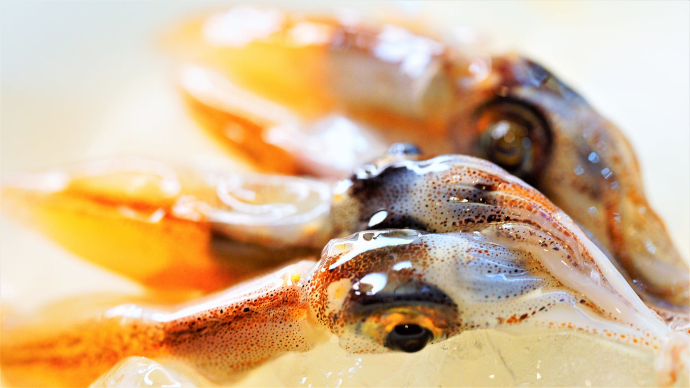 [SEASON NOW!] Raw Hotaru IKA (Firefly Squid) 21pc