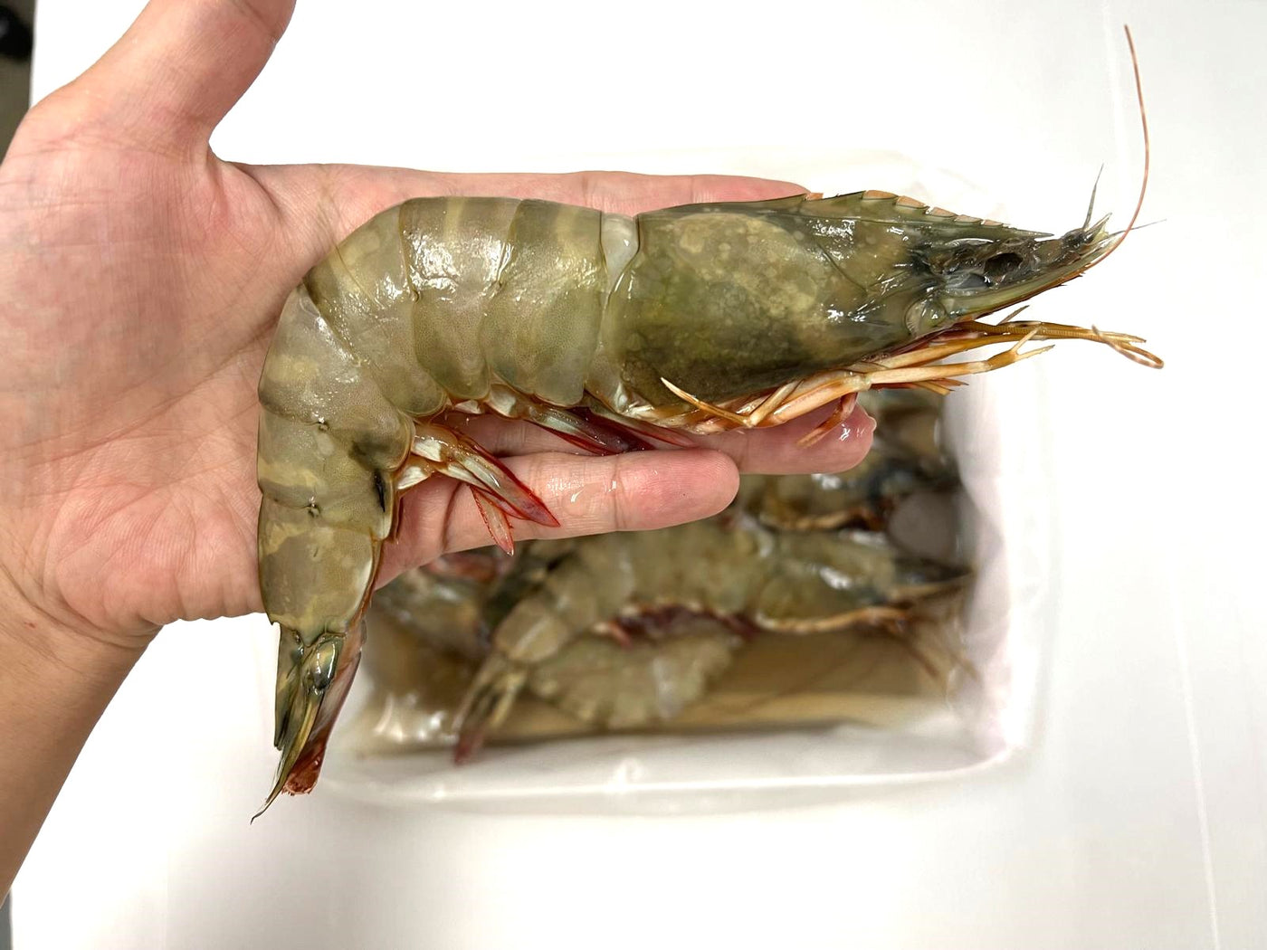 Large! Wild Caught Flower Tiger Prawn HOSO (8/10) 1kg