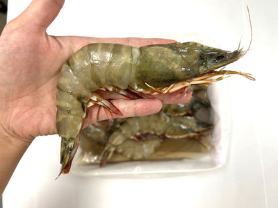 Large! Wild Caught Flower Tiger Prawn HOSO (8/10) 1kg