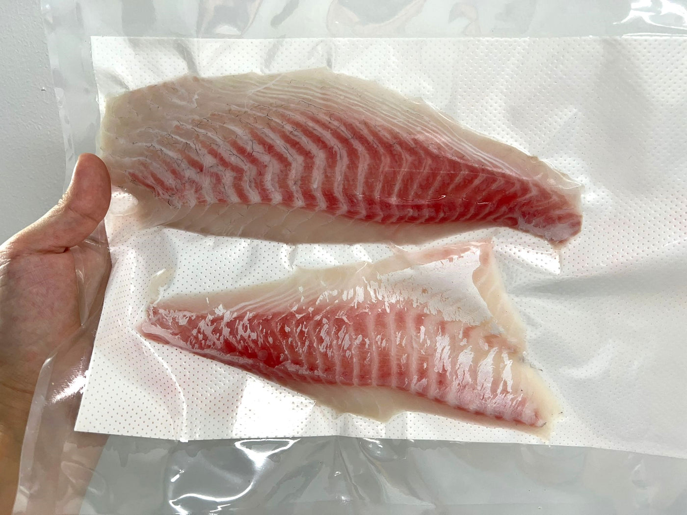 "Reinan" Madai Seabream Loin (Sashimi Grade) 300-400g